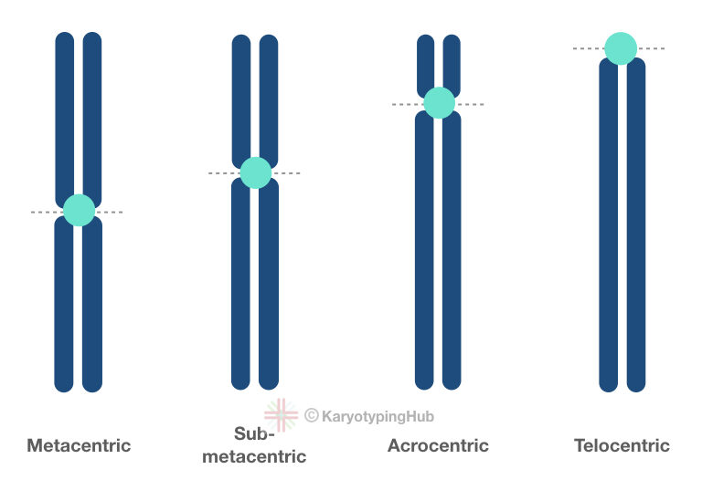 Different groups of chromosomes based on centromere location. 