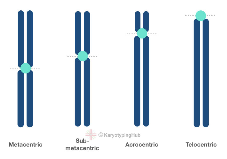 Different groups of chromosomes based on centromere location.