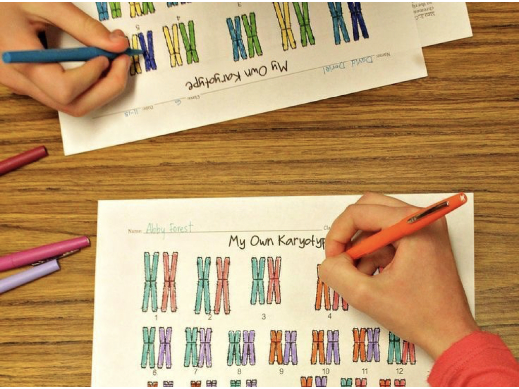 What does a human karyotype reveal?