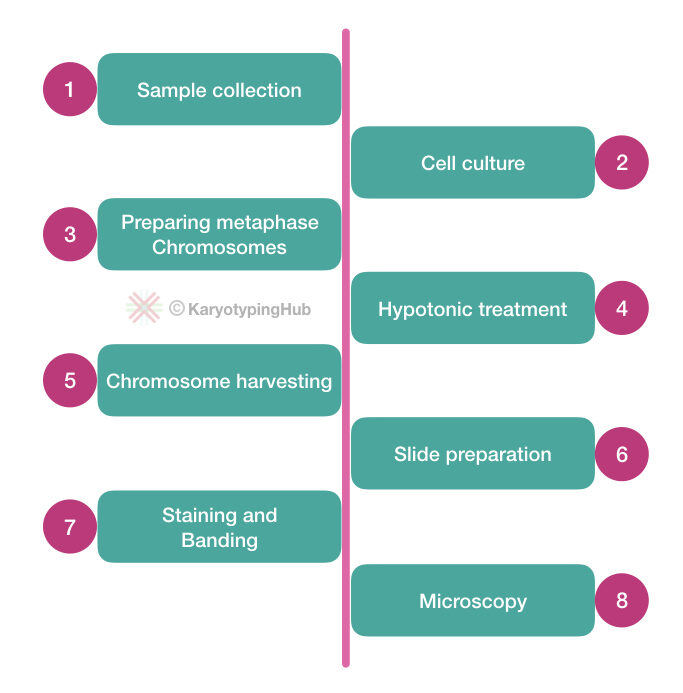 Steps and process of karyotyping.