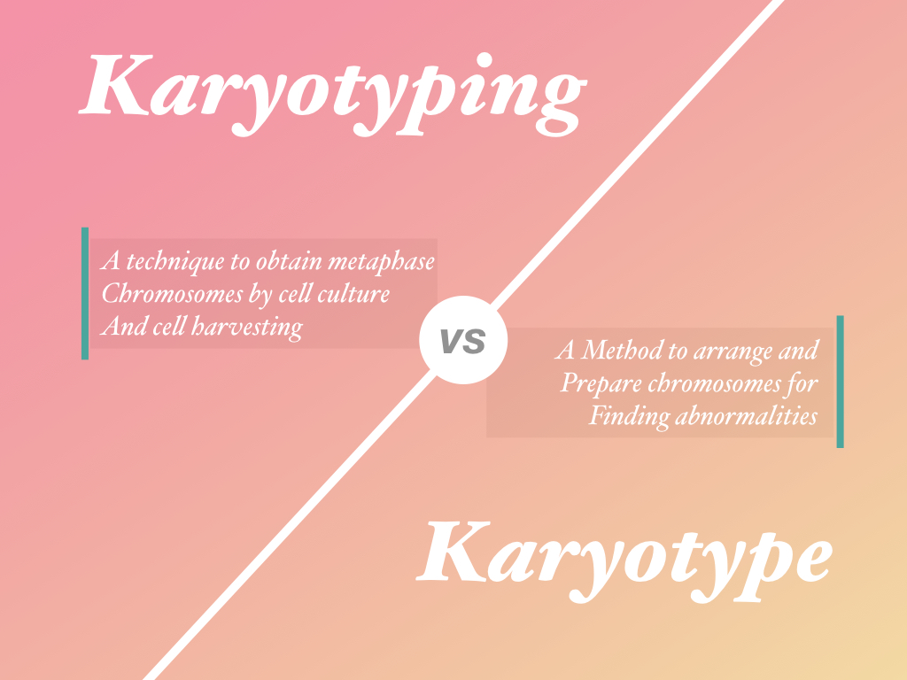 Karyotyping vs karyotype
