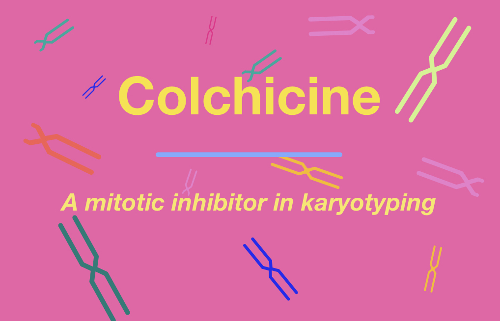 Role of colchicine in karyotyping