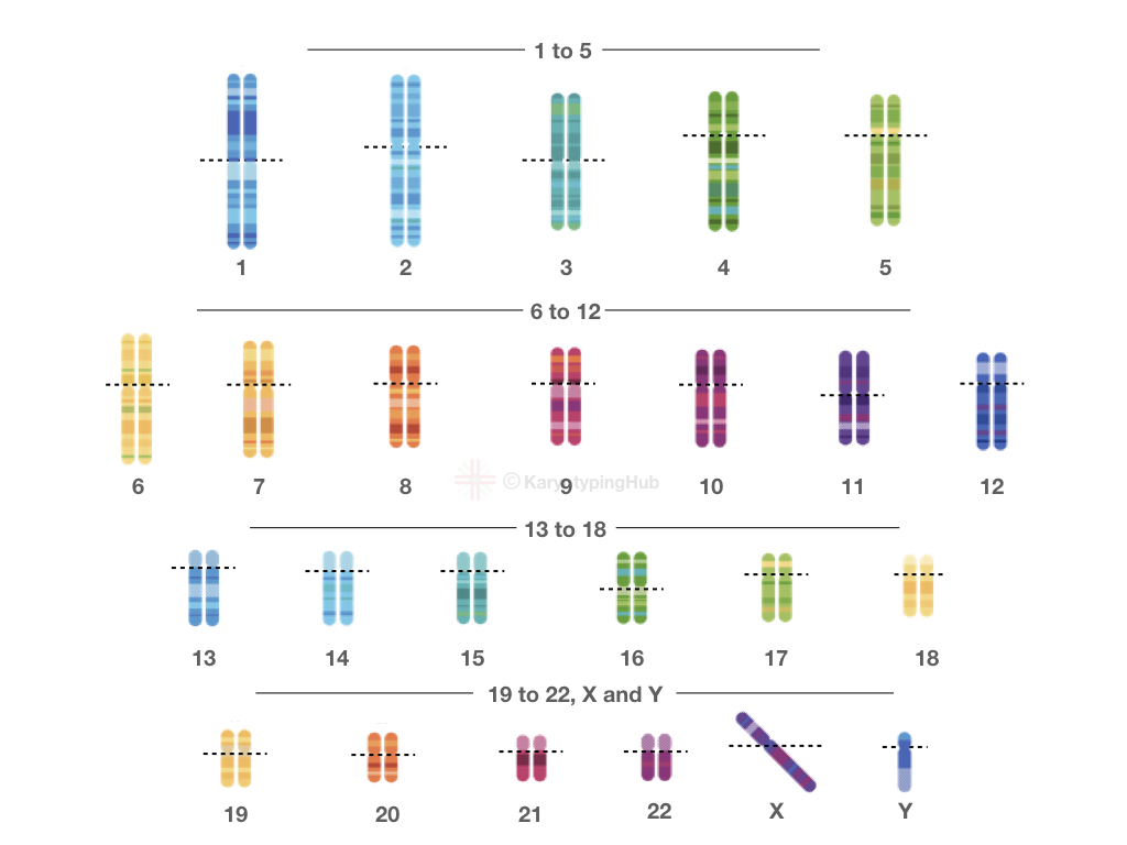 Preparing a Karyotype (Karyogram) in 5 Steps – KaryotypingHub