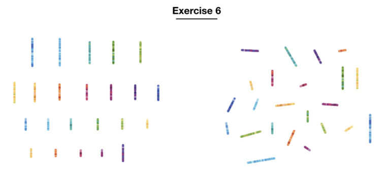 10 Best Karyotyping Activities And Assignments – KaryotypingHub