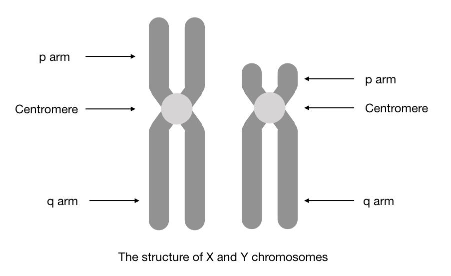Graphical representation of the structure of X and Y chromosomes.