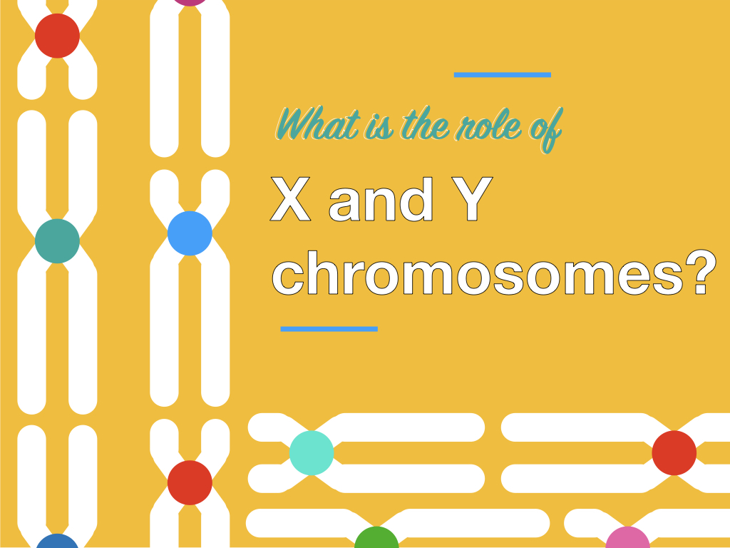 What is the Role of X and Y Chromosomes?