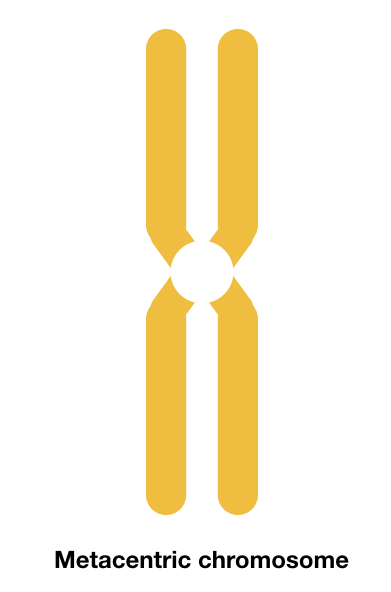 Metacentric chromosome. 