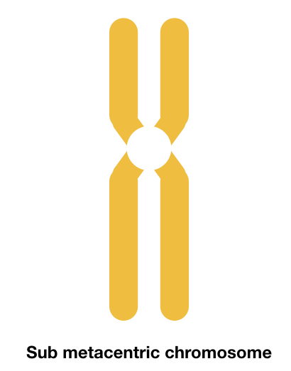 Submetacentric chromosome.