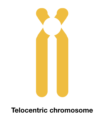 Telocentric chromosome.