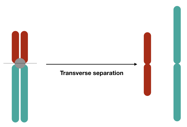 The simpler explanation of formation of isochromosome. 