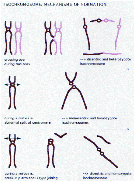 The mechanism of Isochromosome, U-shape exchange of genetic material. 