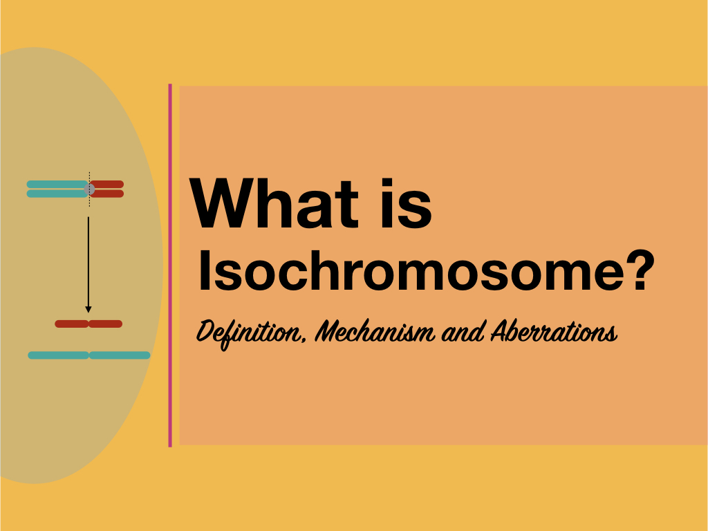 What is an Isochromosome?- Definition, Mechanism and Aberrations