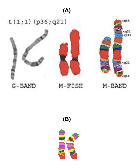 What is M banding?- Requirement, Process, Protocol and Applications