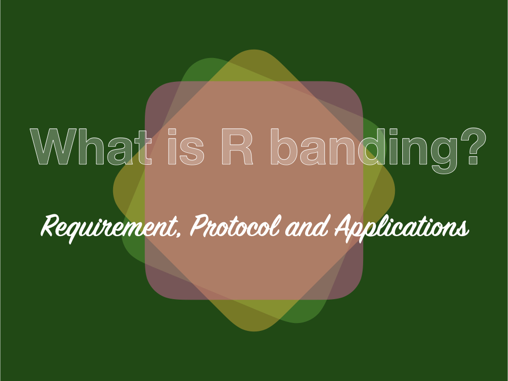 What is R banding?