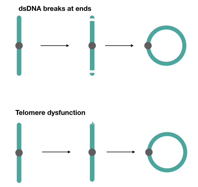 What is Ring Chromosome?- Definition, Mechanism and Abnormalities