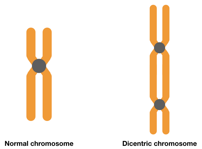 What is dicentric chromosome?