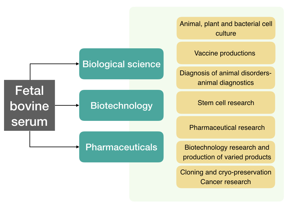 Applications of fetal bovine serum 