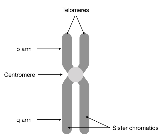Top Labeled Chromosome Images, Diagrams and Structure 