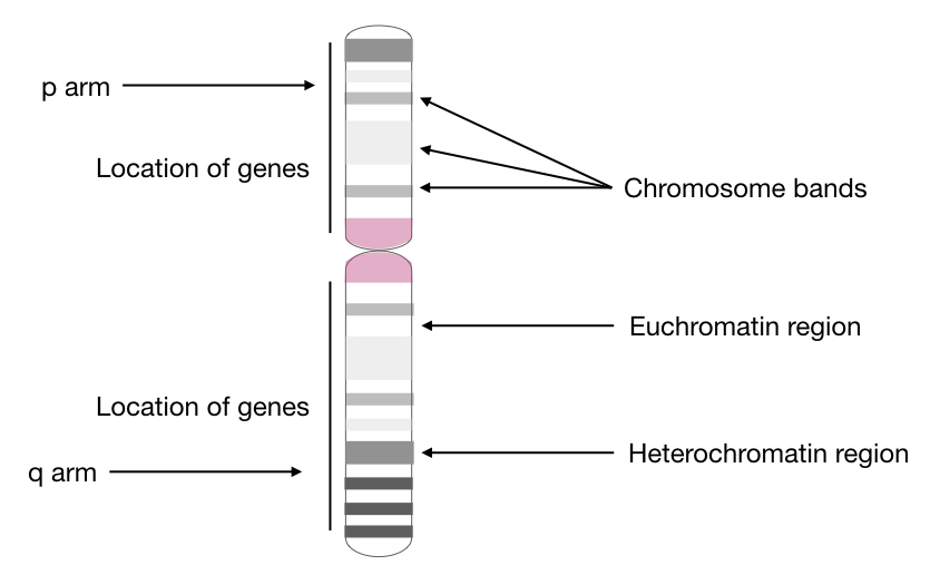 Top Labeled Chromosome Images, Diagrams and Structure 