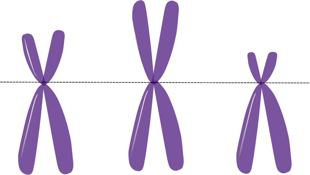 chromosomes, genetics, metacentric-156403.jpg