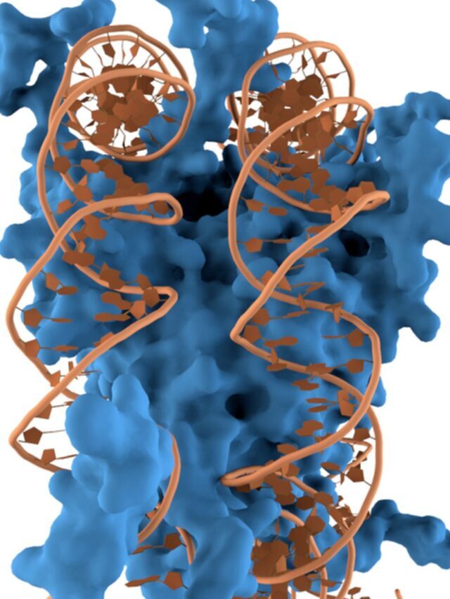 dna-full-name-structure-and-function-karyotypinghub